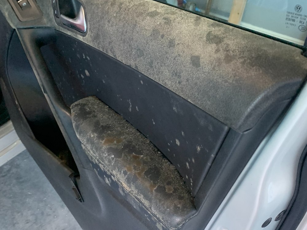 Professional Mold Removal Detail in Fayetteville, Arkansas 